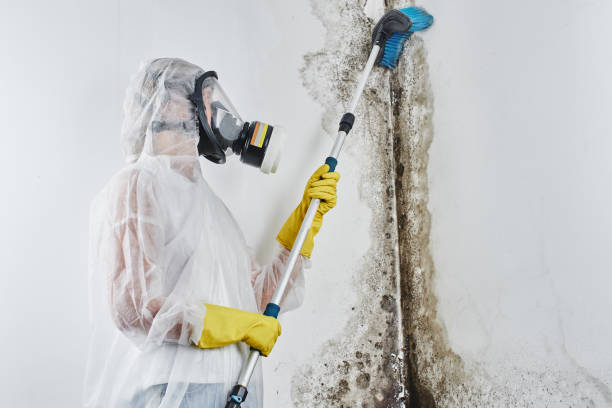 Best Mold Removal and Inspection  in Naples Manor, FL