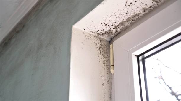 Best Attic Mold Removal  in Naples Manor, FL