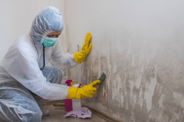 Mold Testing and Removal in Naples Manor, FL