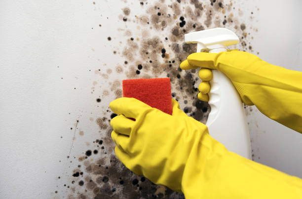 Professional Mold Removal in Naples Manor, FL