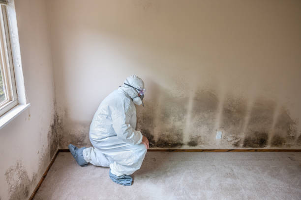 Best Mold Damage Repair  in Naples Manor, FL