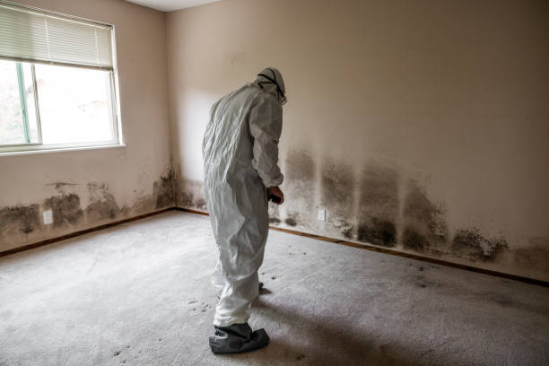 Best Commercial Mold Removal  in Naples Manor, FL