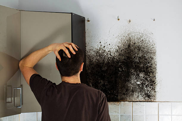 Best Mold Removal Near Me  in Naples Manor, FL