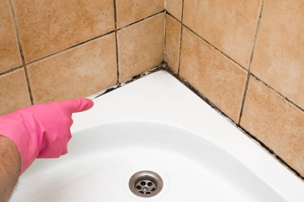 Trusted Naples Manor, FL Mold Removal Experts